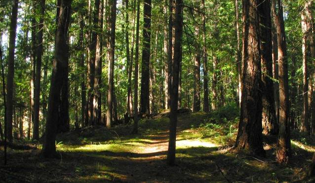 A coffin in a wood